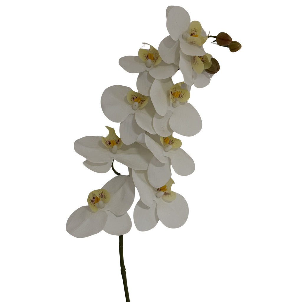 Tall White Butterfly Orchid Stem 103 cm