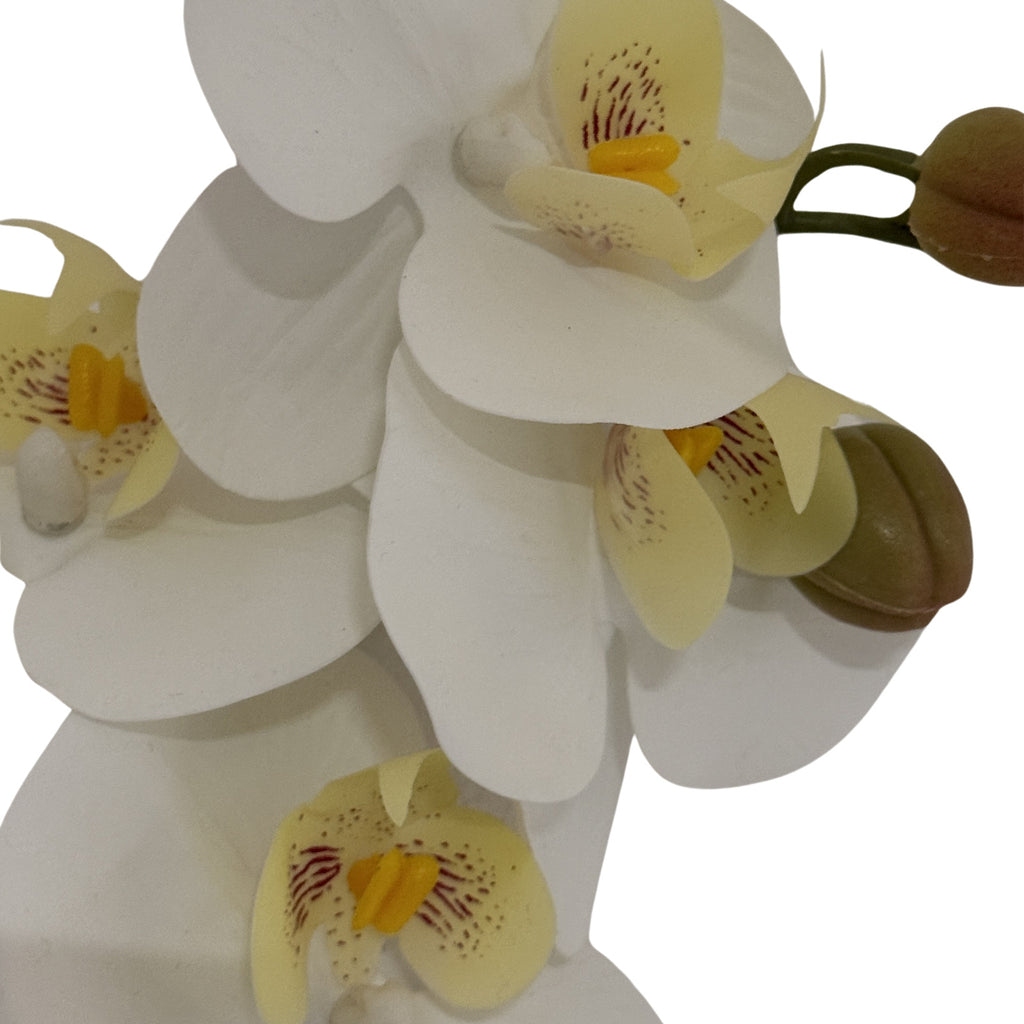 Tall White Butterfly Orchid Stem 103 cm
