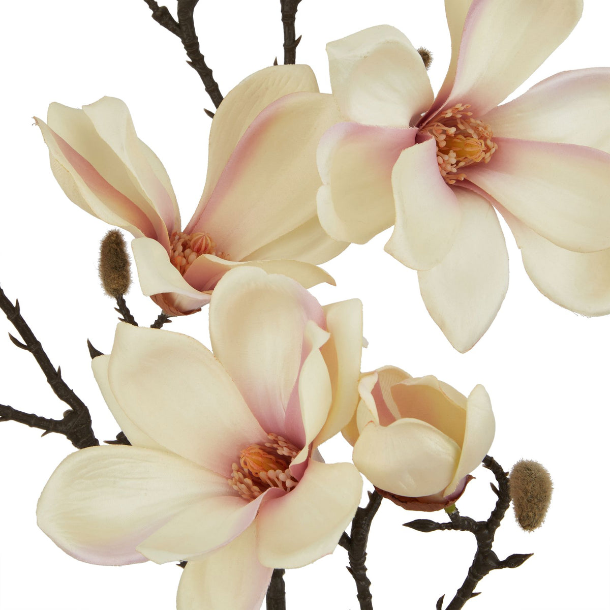 The Natural Garden Collection Pale Apricot Magnolia Stem 86 cm
