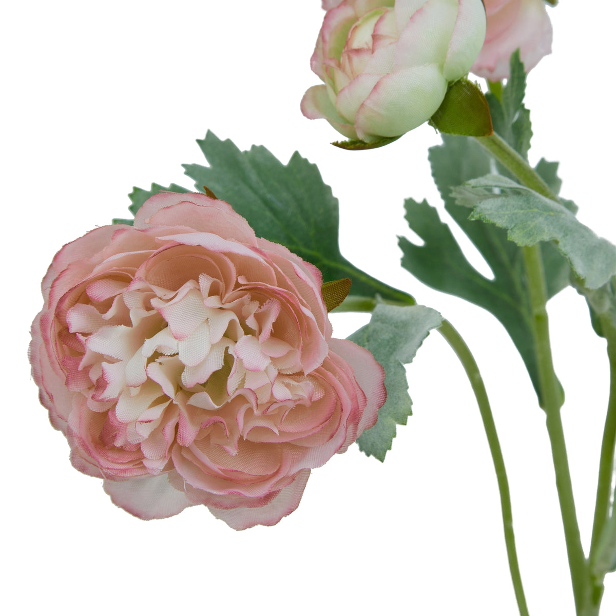 The Natural Garden Collection Pink Ranunculus 50 cm