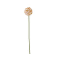 The Natural Garden Collection White & Apricot Allium 56 cm