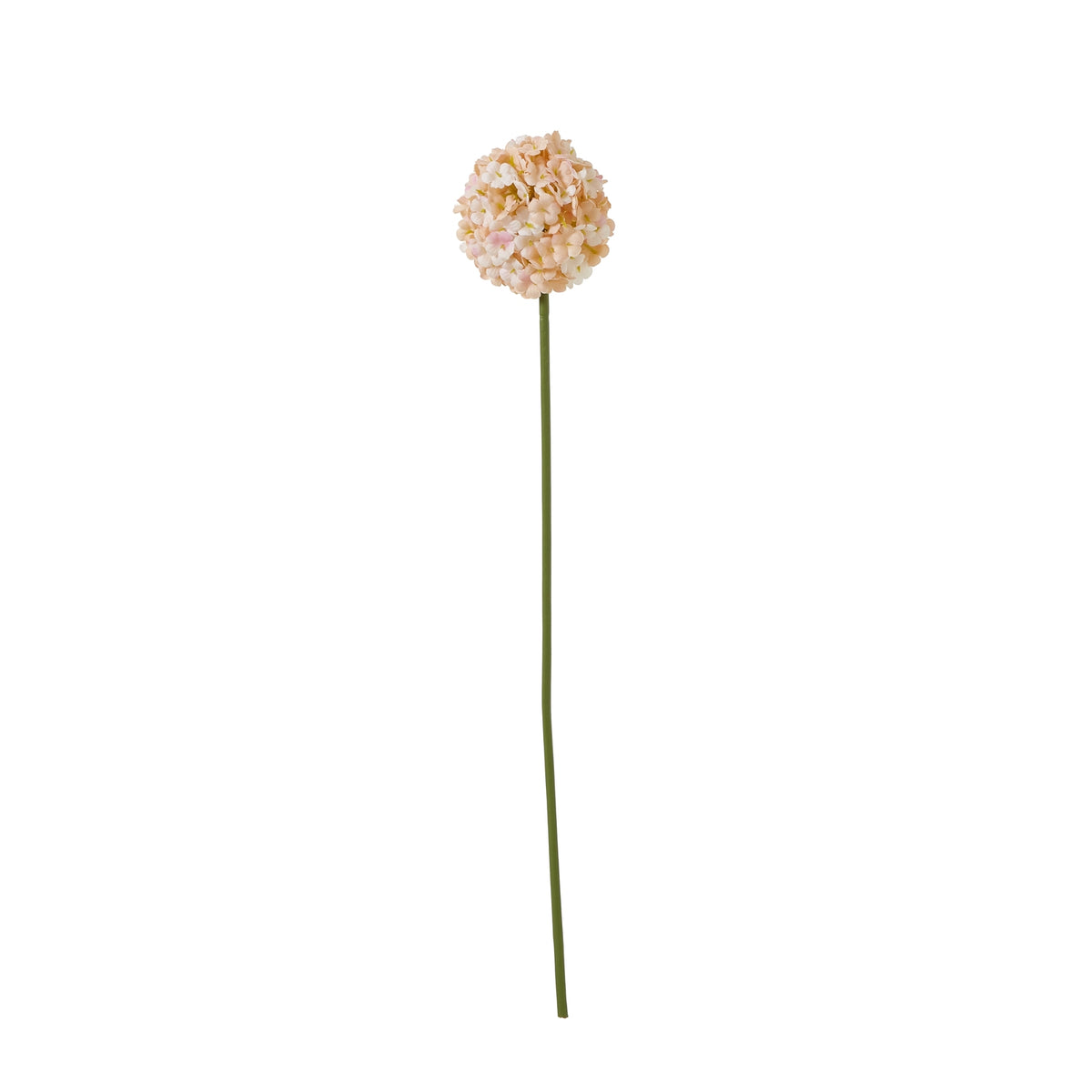 The Natural Garden Collection White & Apricot Allium 56 cm