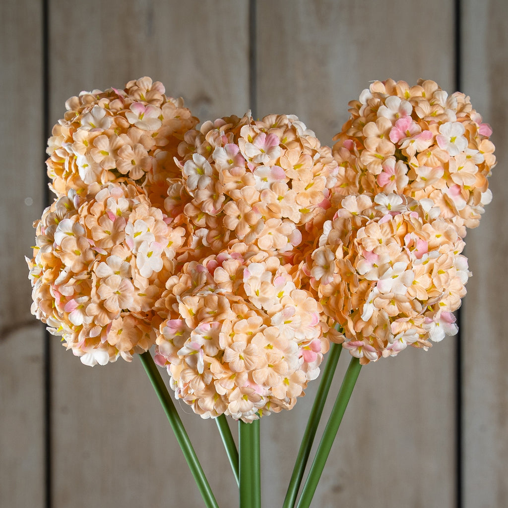 The Natural Garden Collection White & Apricot Allium 56 cm