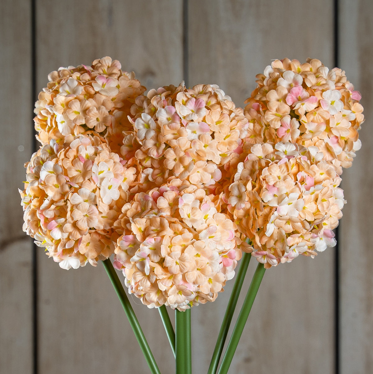 The Natural Garden Collection White & Apricot Allium 56 cm