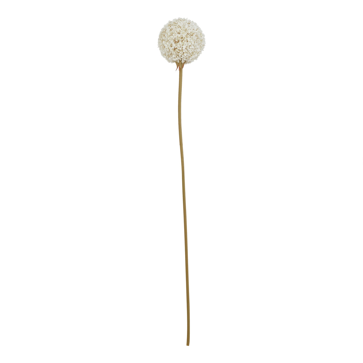 The Natural Garden Collection White Allium 66 cm