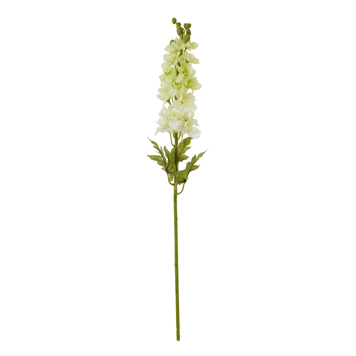 The Natural Garden Collection White Elatum Delphinium 78 cm