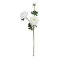 The Natural Garden Collection White Ranunculus 64 cm