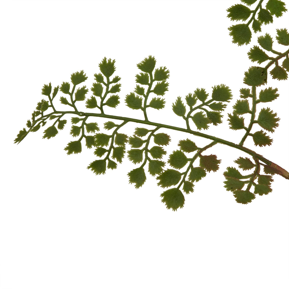The Natural Garden Collection Maidenhair Fern Stem 64 cm