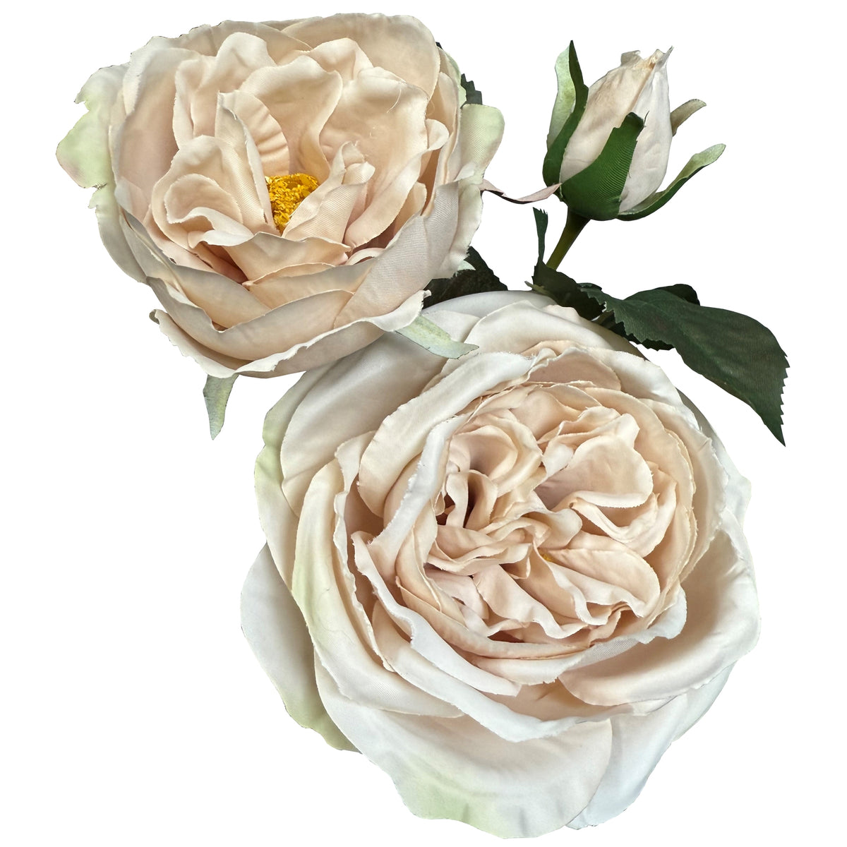 The Natural Garden Collection Palest Blush Charity Rose 58 cm