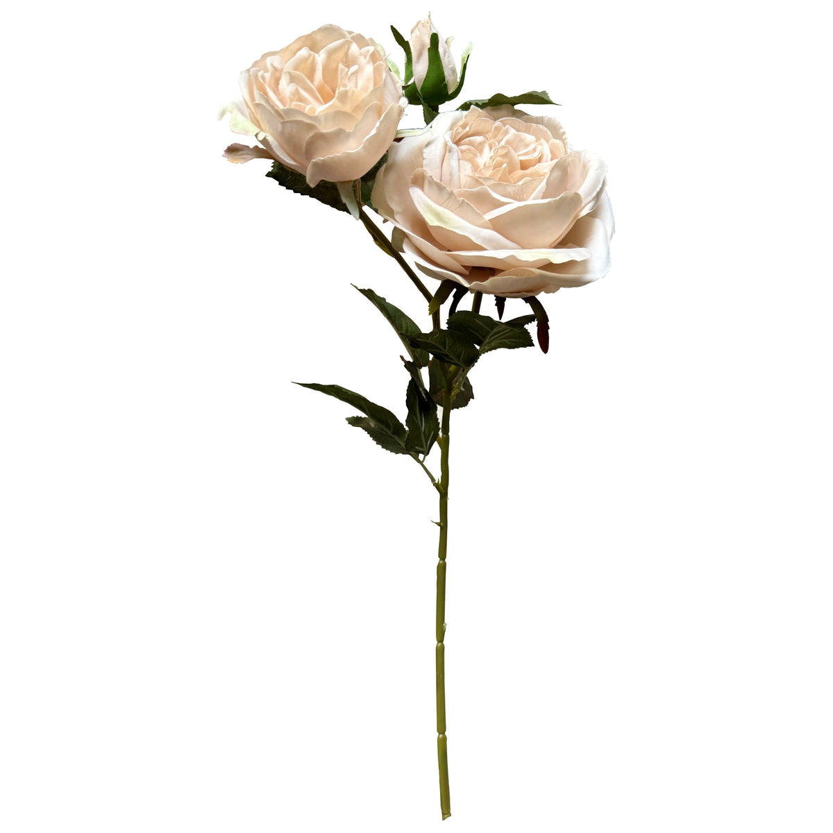 The Natural Garden Collection Palest Blush Charity Rose 58 cm