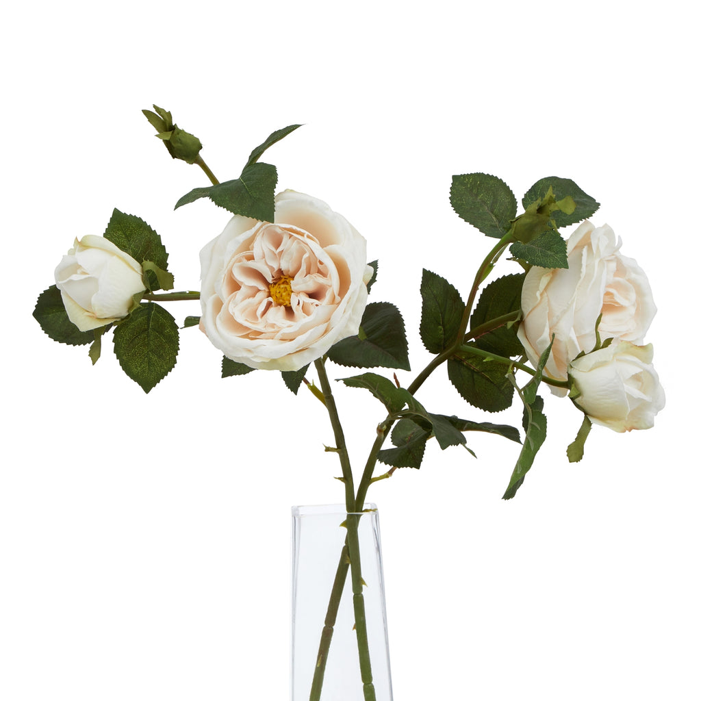 The Natural Garden Collection Palest Blush Charity Rose 58 cm