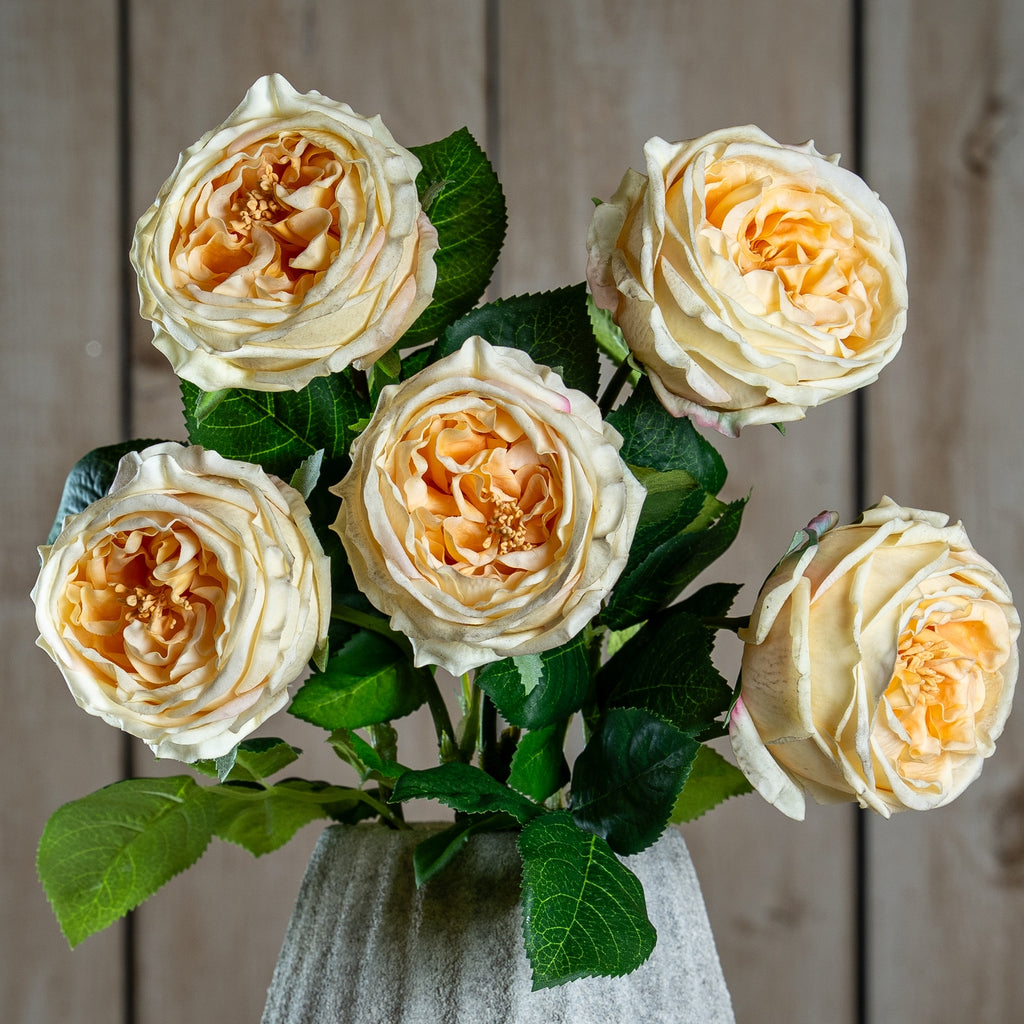 The Natural Garden Collection Palest Blush Charity Rose 58 cm
