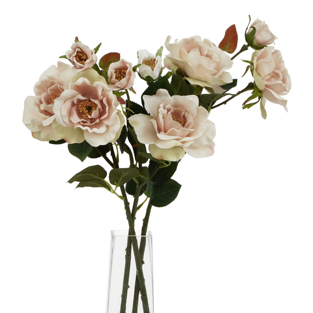 The Natural Garden Collection Palest Blush Tea Rose 60 cm