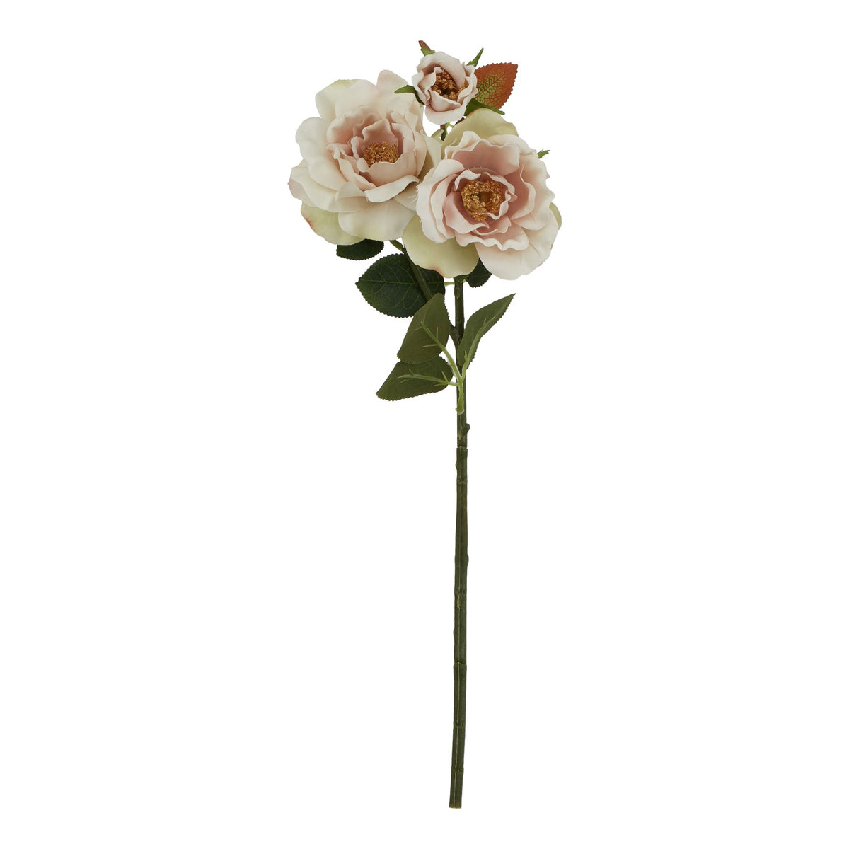 The Natural Garden Collection Palest Blush Tea Rose 60 cm