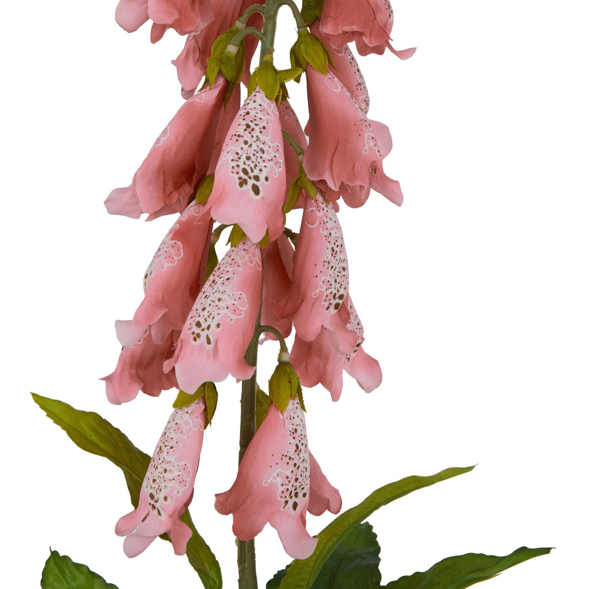 The Natural Garden Collection Pale Pink Foxglove 55 cm