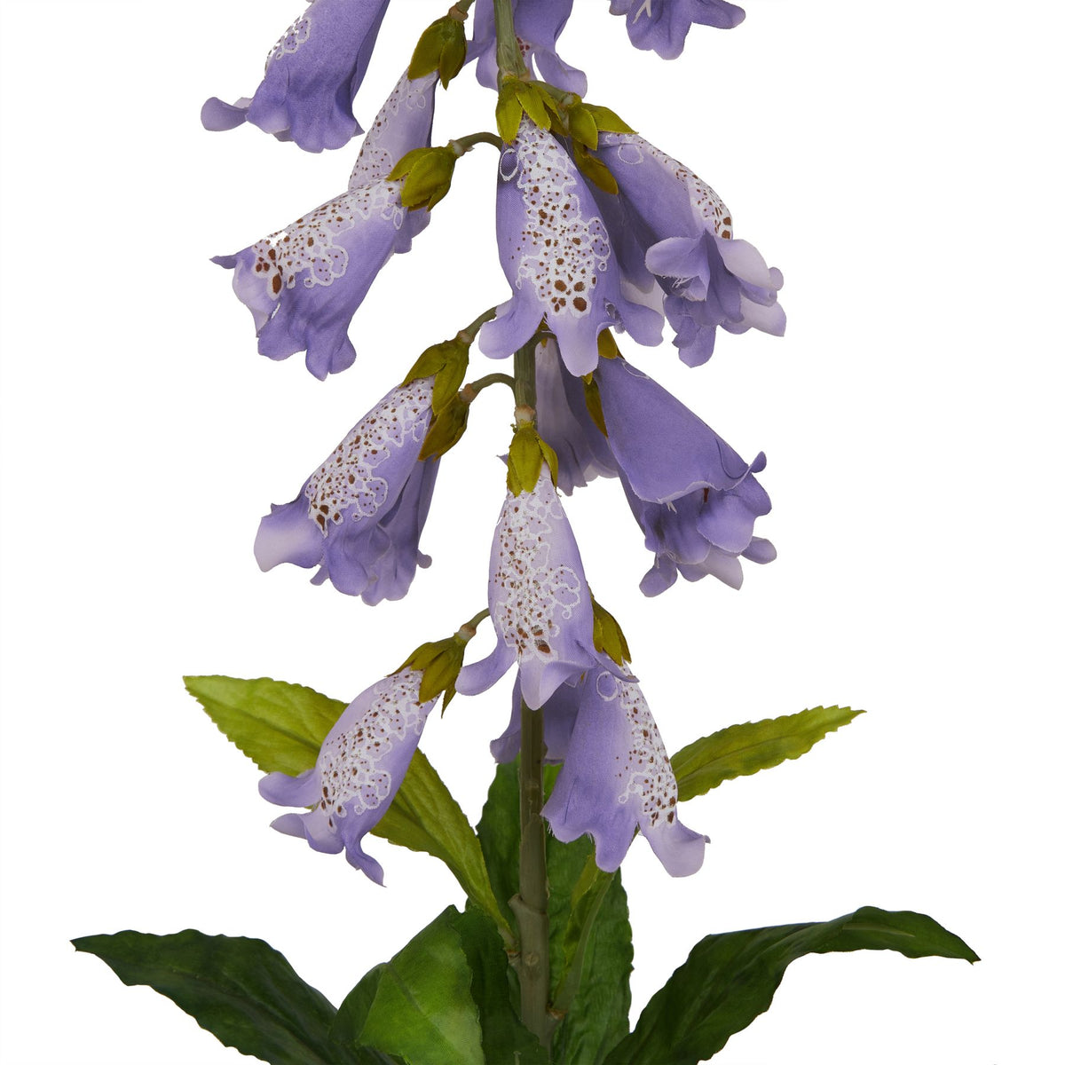 The Natural Garden Collection Mauve Foxglove 11 cm