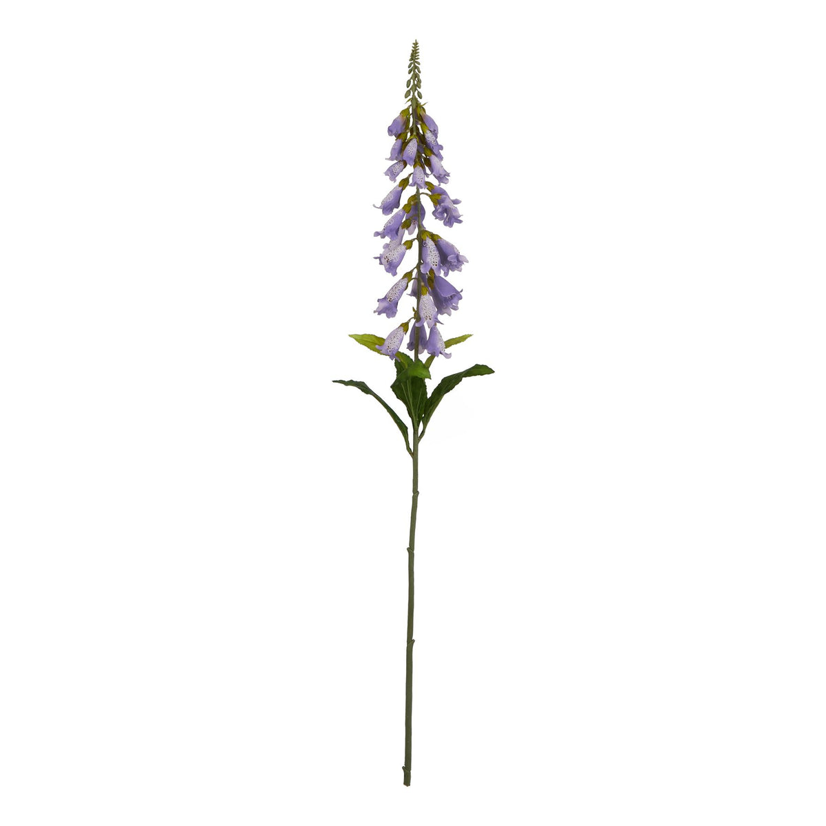 The Natural Garden Collection Mauve Foxglove 11 cm