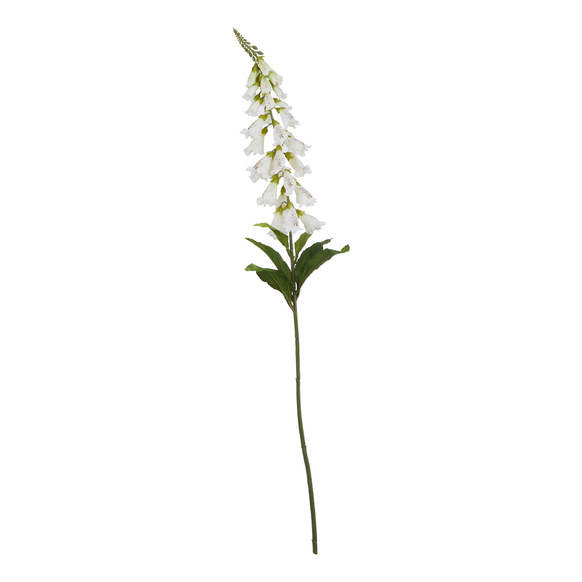 The Natural Garden Collection White Foxglove 11 cm