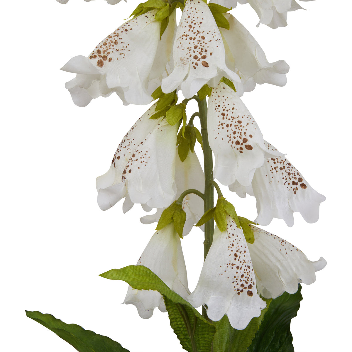The Natural Garden Collection White Foxglove 11 cm