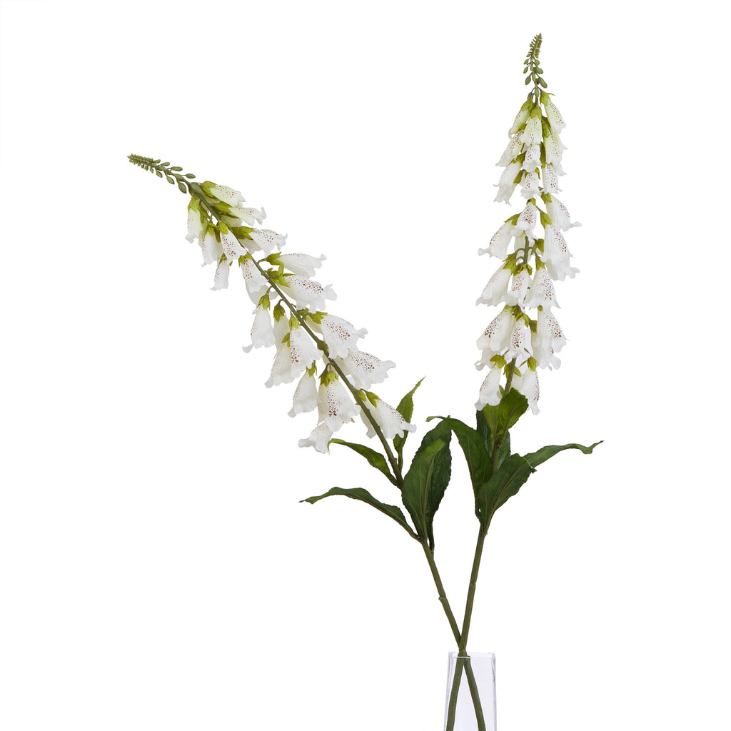 The Natural Garden Collection White Foxglove 11 cm