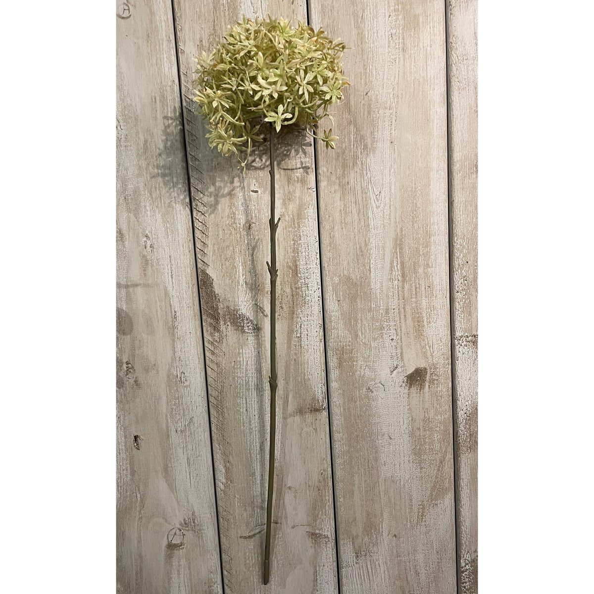 Green And Beige Allium 63 cm