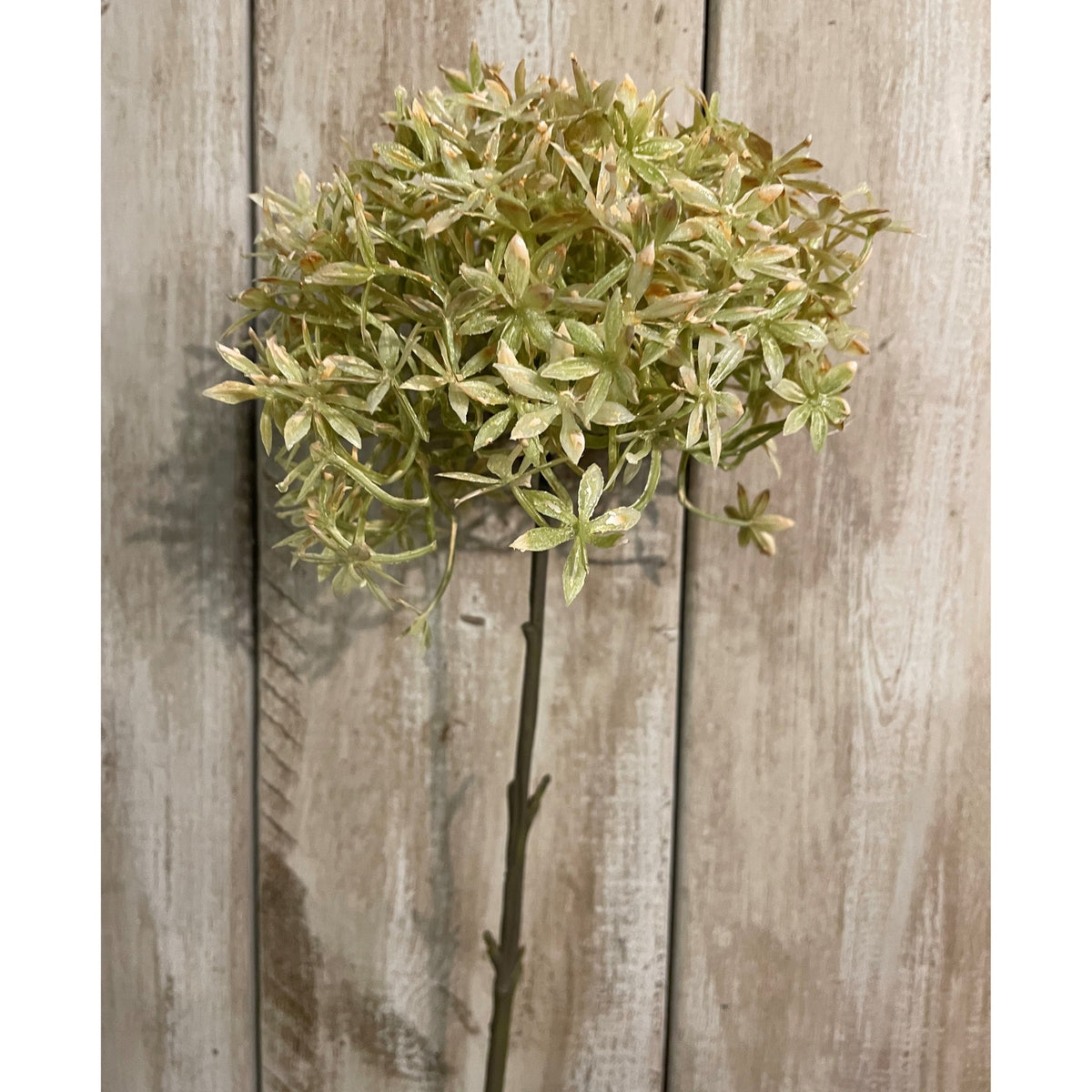 Green And Beige Allium 63 cm