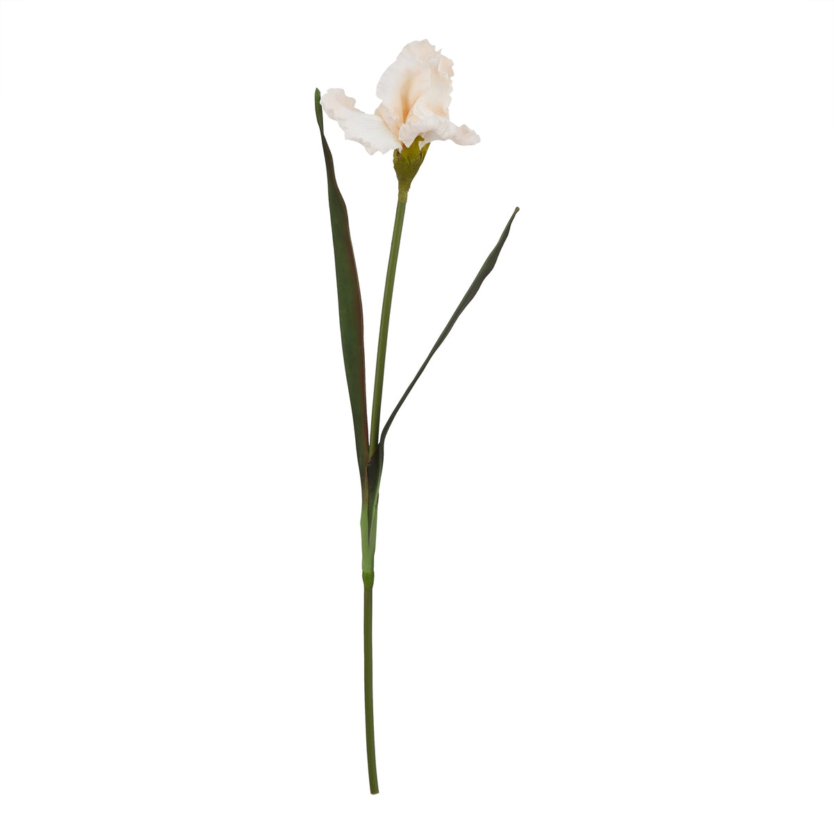 The Natural Garden Collection Pale Apricot Fringed Iris 83 cm