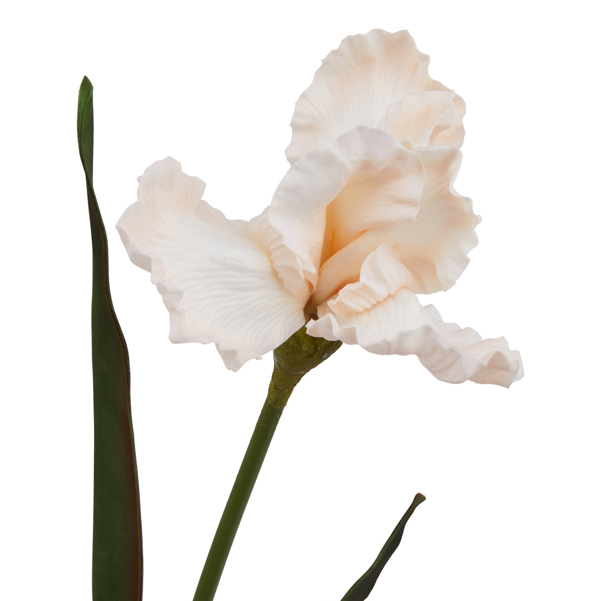 The Natural Garden Collection Pale Apricot Fringed Iris 83 cm