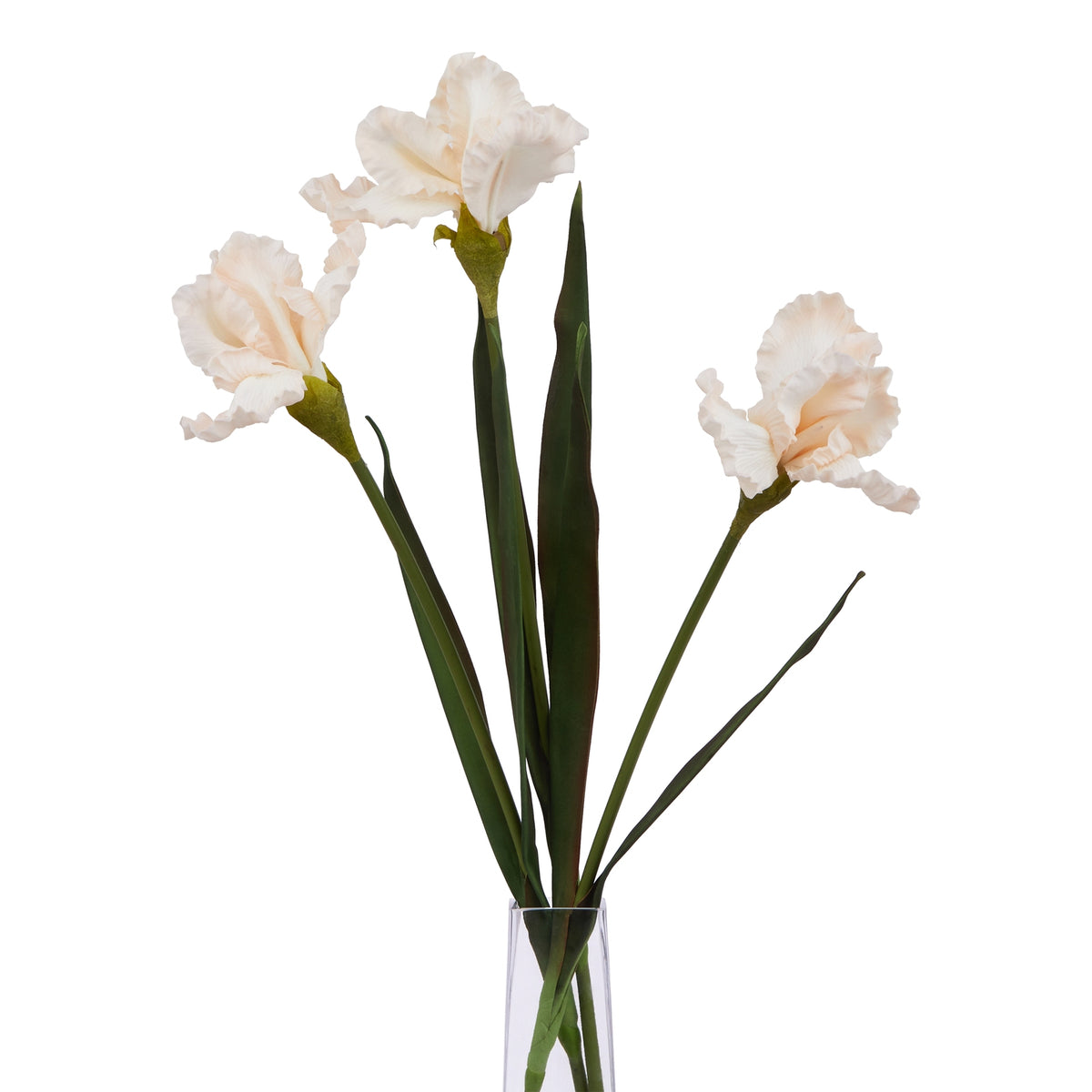 The Natural Garden Collection Pale Apricot Fringed Iris 83 cm