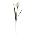 The Natural Garden Collection Pale Apricot Fringed Iris 83 cm