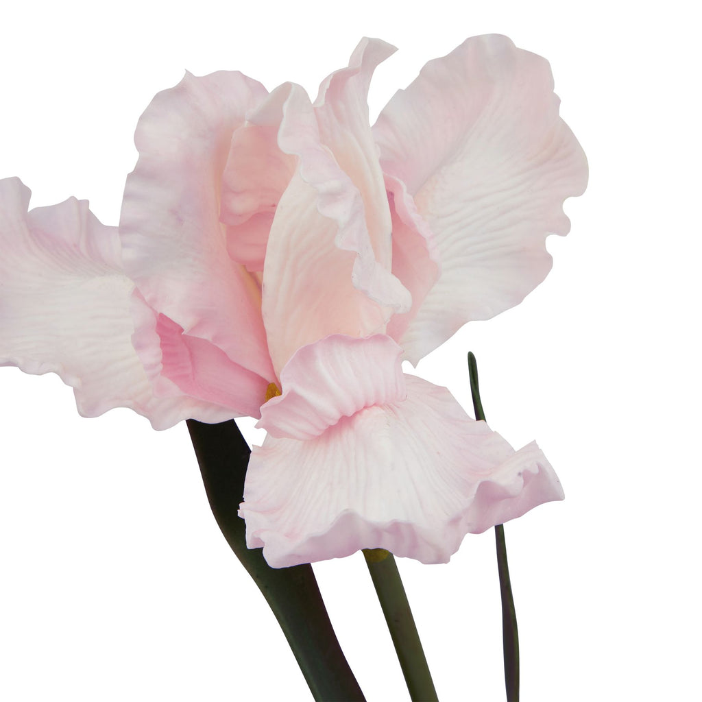 The Natural Garden Collection Pale Pink Fringed Iris 83 cm