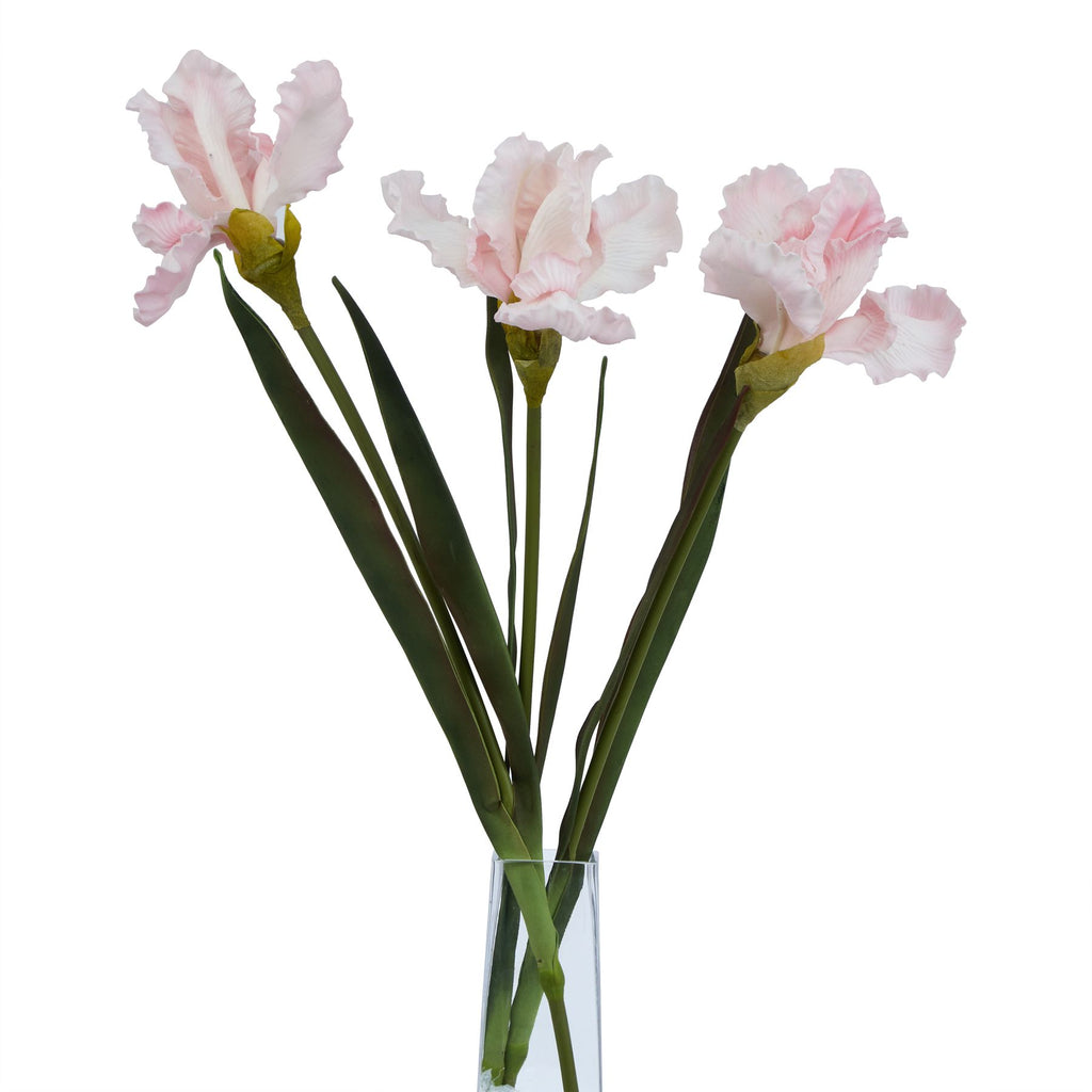 The Natural Garden Collection Pale Pink Fringed Iris 83 cm