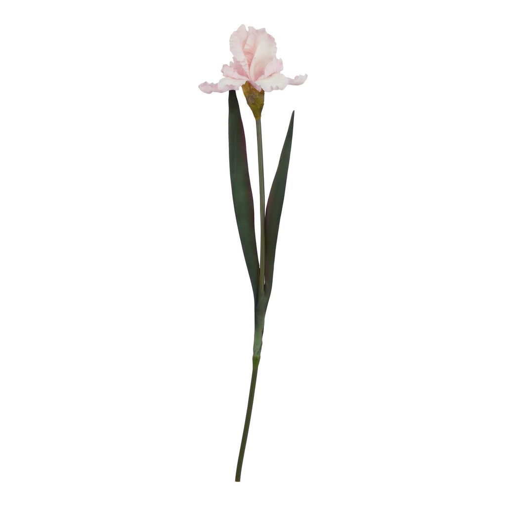 The Natural Garden Collection Pale Pink Fringed Iris 83 cm