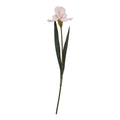 The Natural Garden Collection Pale Pink Fringed Iris 83 cm