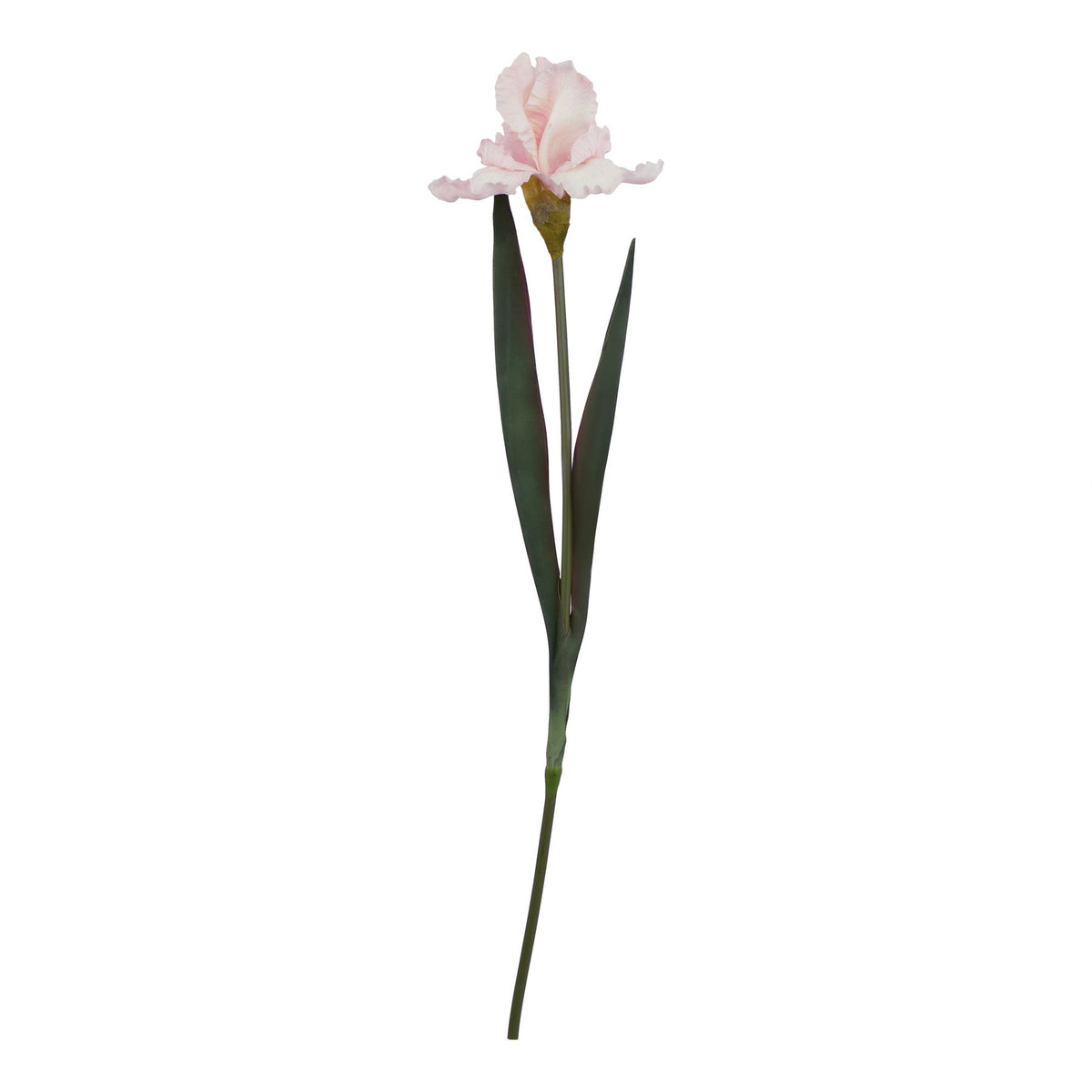 The Natural Garden Collection Pale Pink Fringed Iris 83 cm