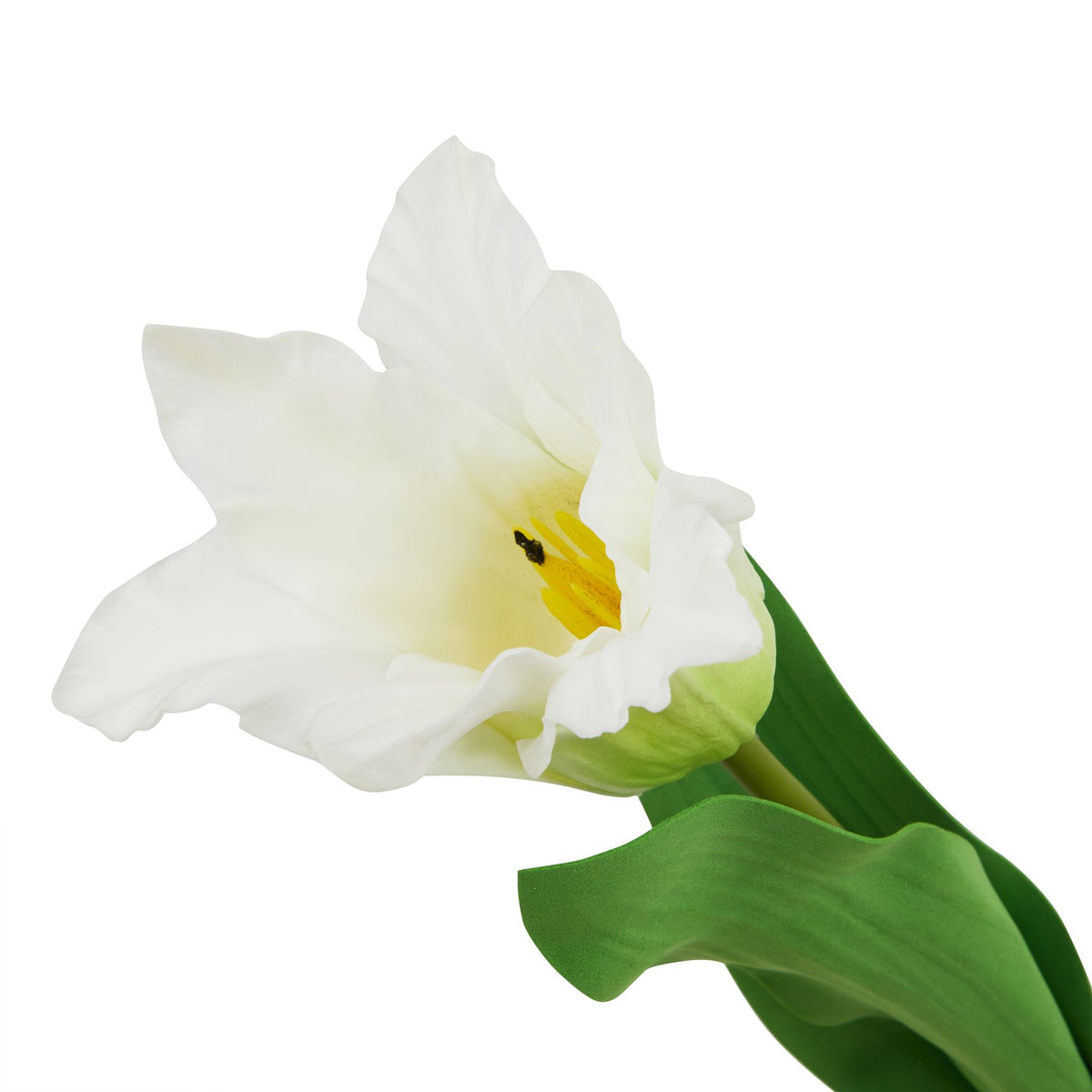 The Natural Garden Collection White Parrot Tulip 67 cm