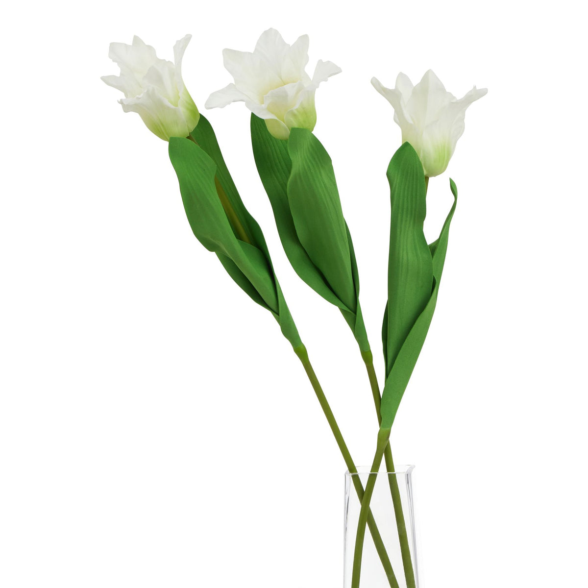 The Natural Garden Collection White Parrot Tulip 67 cm