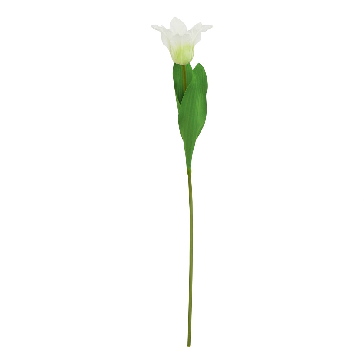 The Natural Garden Collection White Parrot Tulip 67 cm