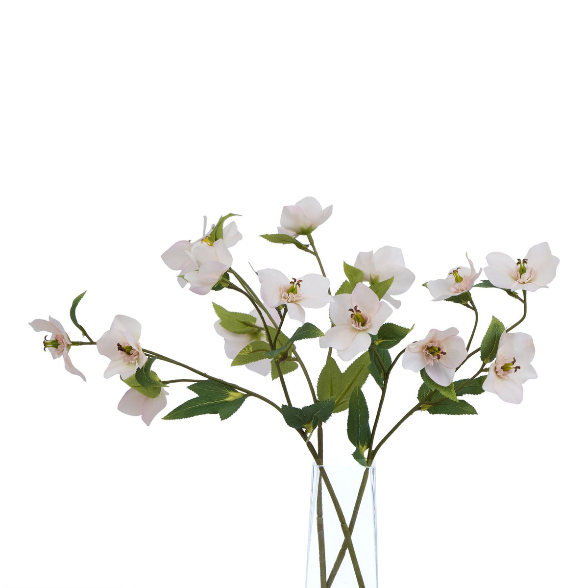 The Natural Garden Collection Pale Apricot Hellibore 47 cm