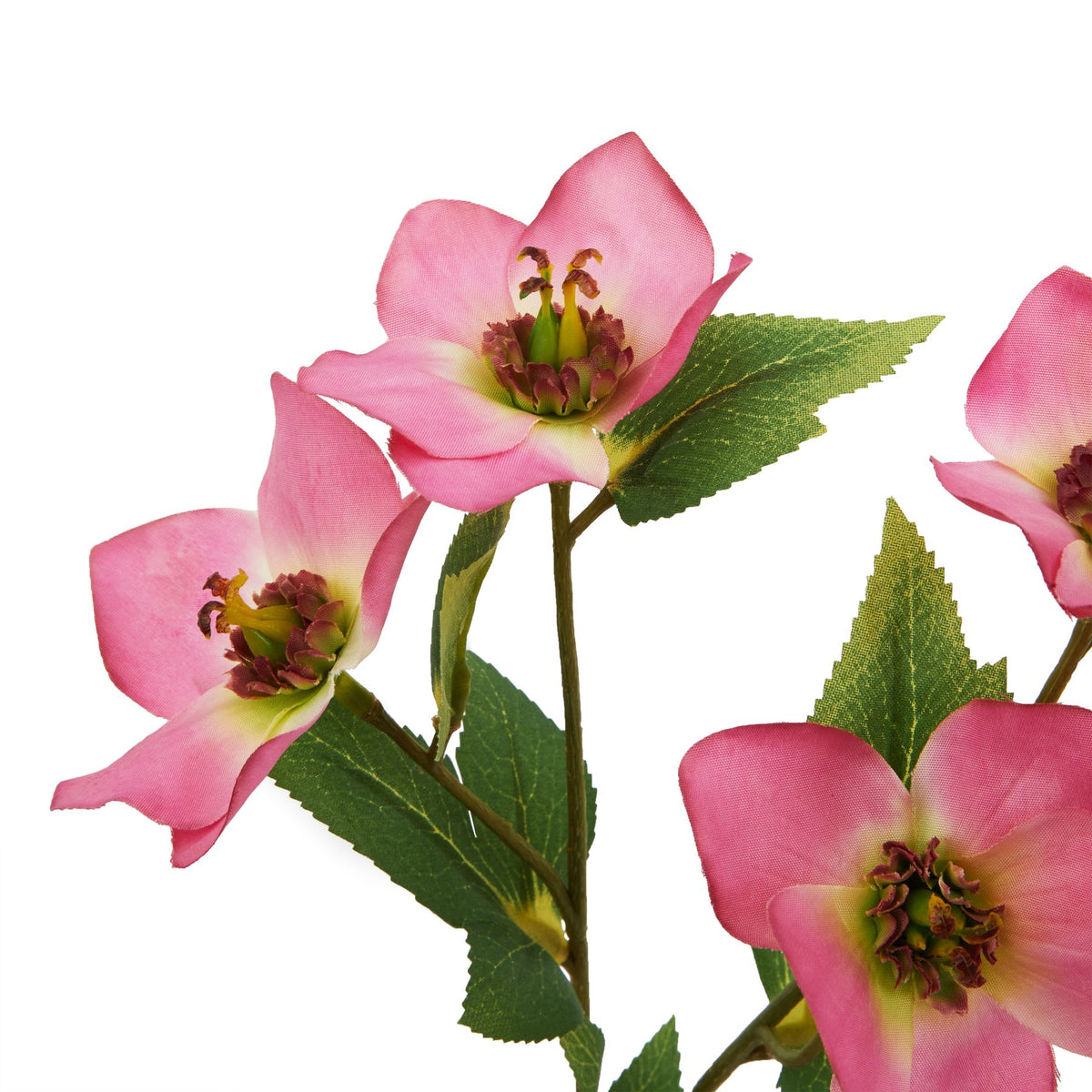 The Natural Garden Collection Pink Varigated Hellibore 47 cm