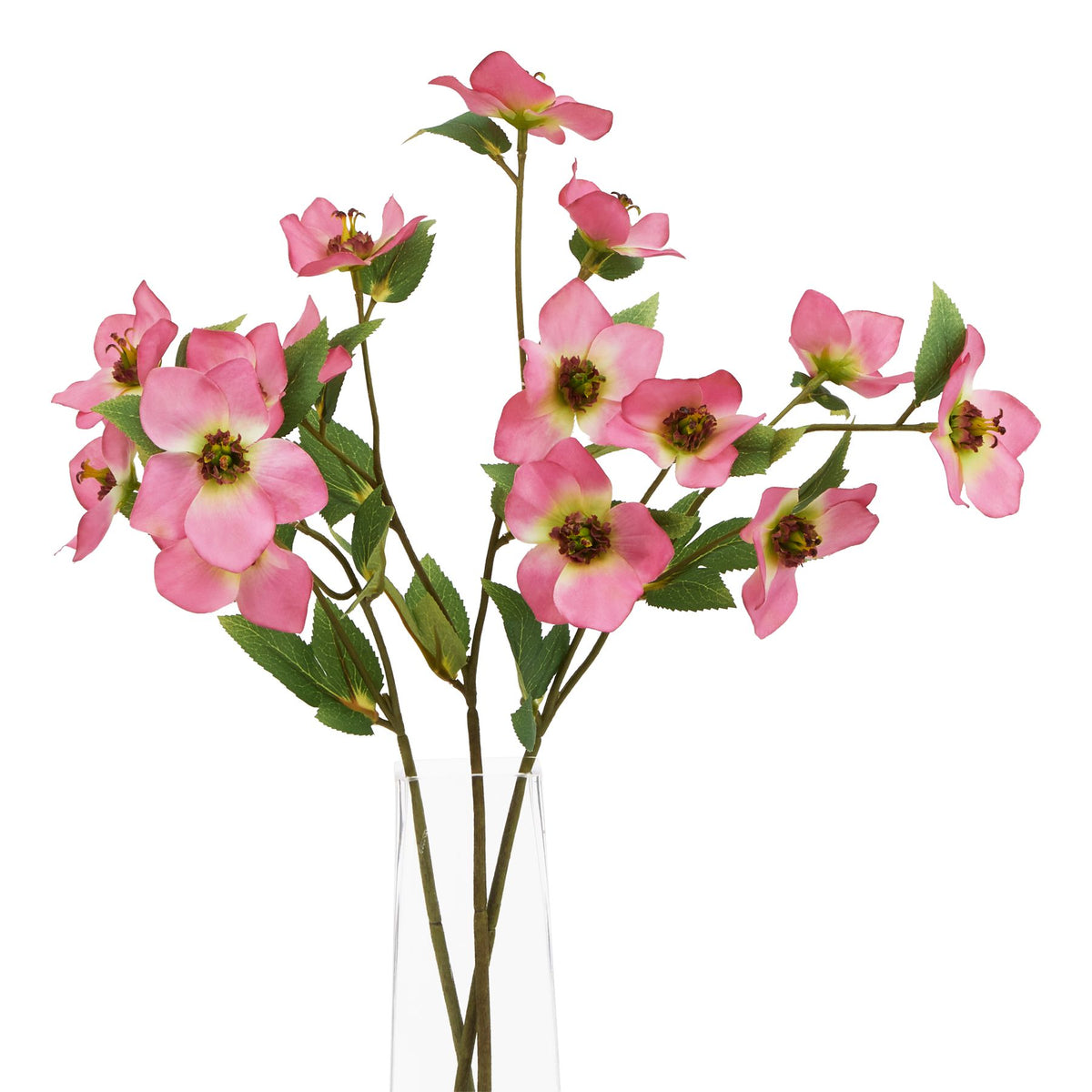 The Natural Garden Collection Pink Varigated Hellibore 47 cm