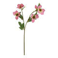 The Natural Garden Collection Pink Varigated Hellibore 47 cm