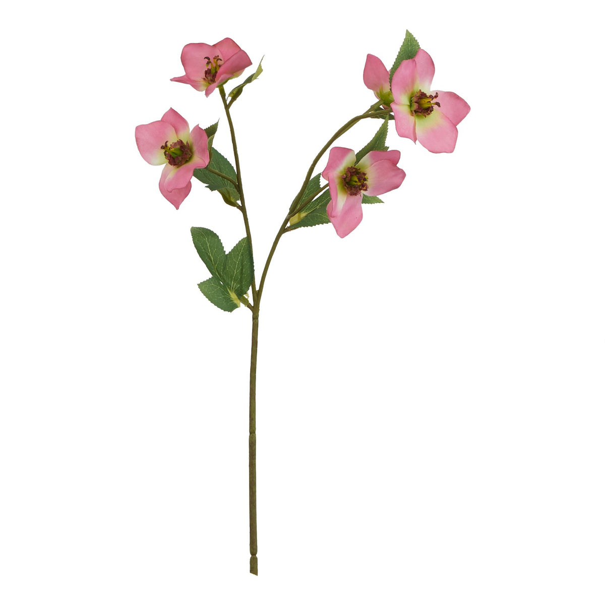 The Natural Garden Collection Pink Varigated Hellibore 47 cm