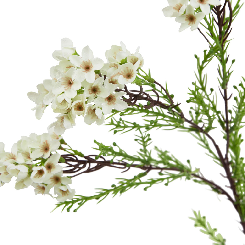 The Natural Garden Collection White Waxflower 80 cm