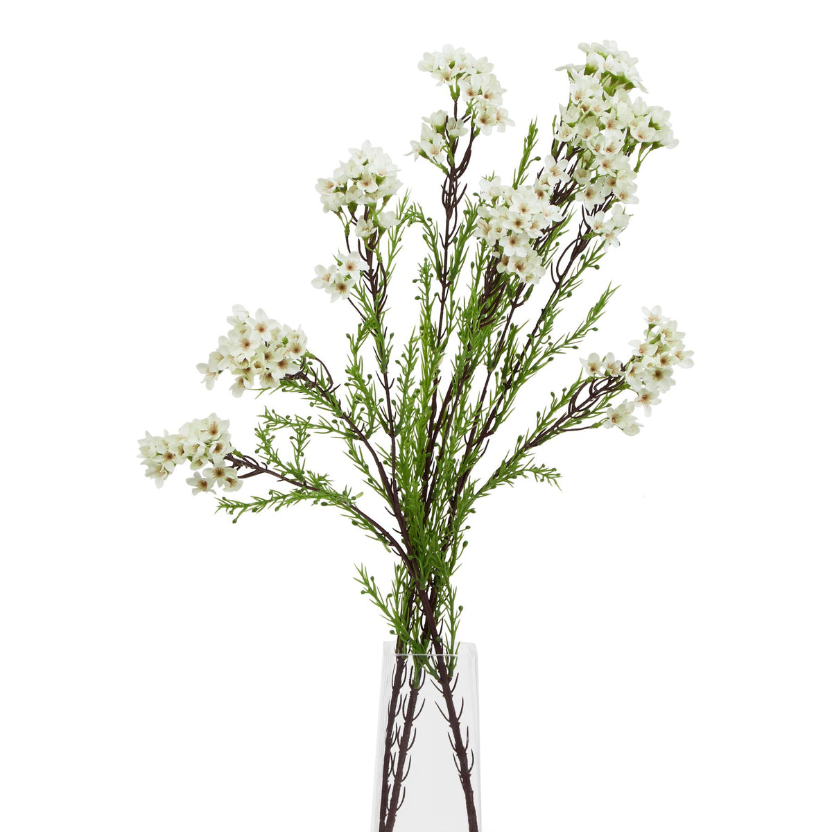 The Natural Garden Collection White Waxflower 80 cm
