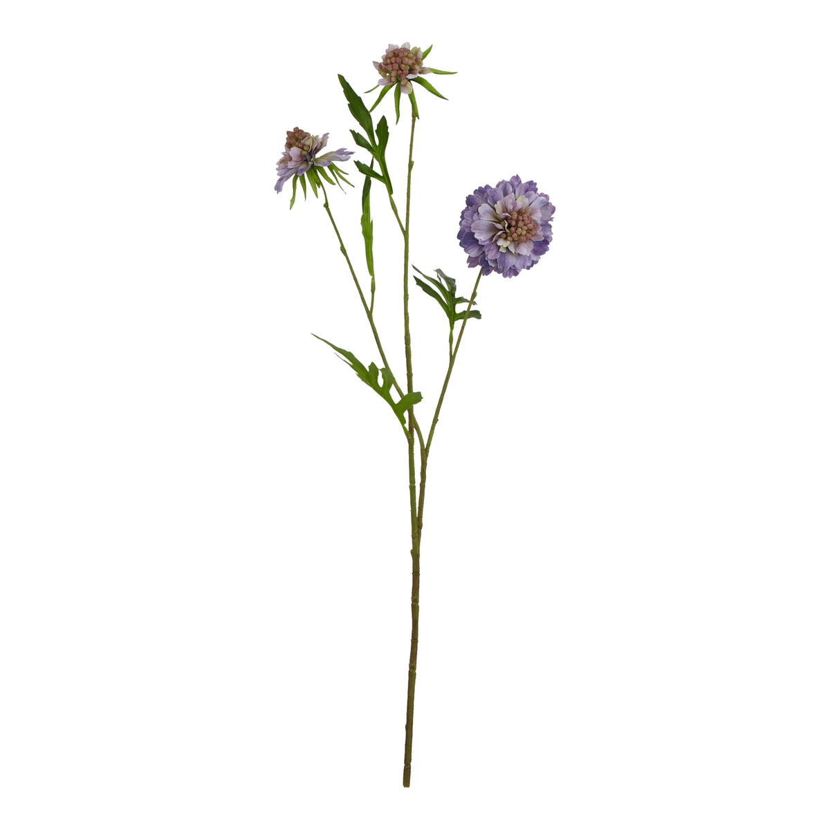 The Natural Garden Collection Purple Scabious Stem 65 cm