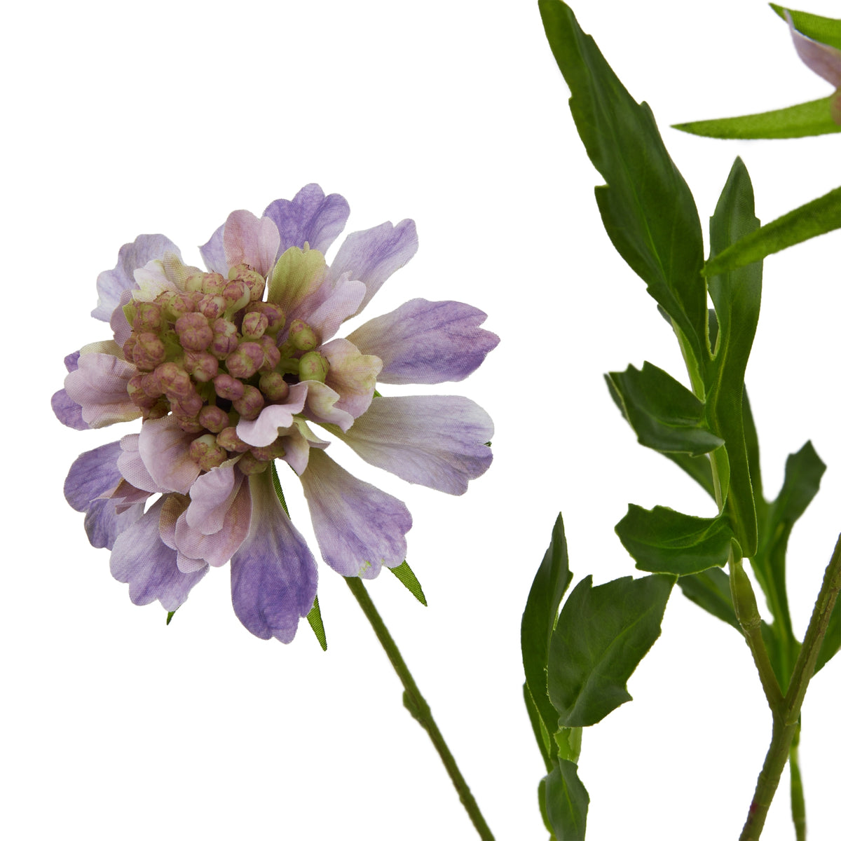 The Natural Garden Collection Purple Scabious Stem 65 cm