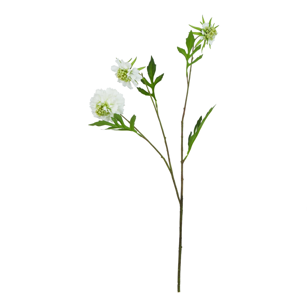 The Natural Garden Collection White Scabious Stem 65 cm