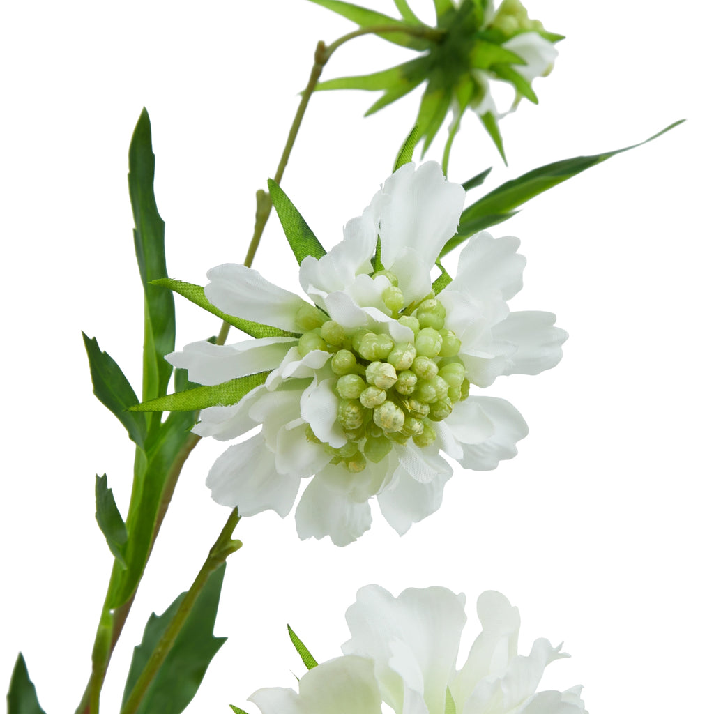 The Natural Garden Collection White Scabious Stem 65 cm
