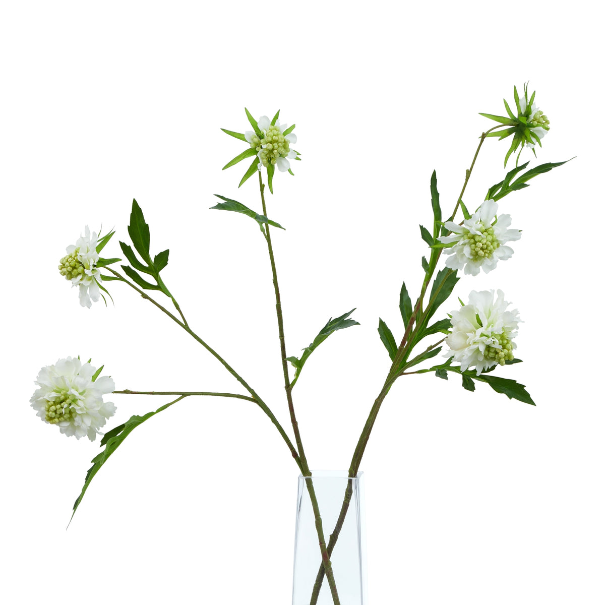 The Natural Garden Collection White Scabious Stem 65 cm